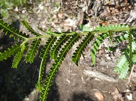 Cyclosorus interruptus - THELYPTERIDACEAE - Indigène Réunion, Maurice, Rodrigues - P1030149