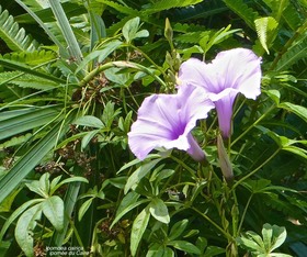 Ipomoea cairica .ipomée du Caire .convolvulaceae. potentiellement envahissante.P1022848
