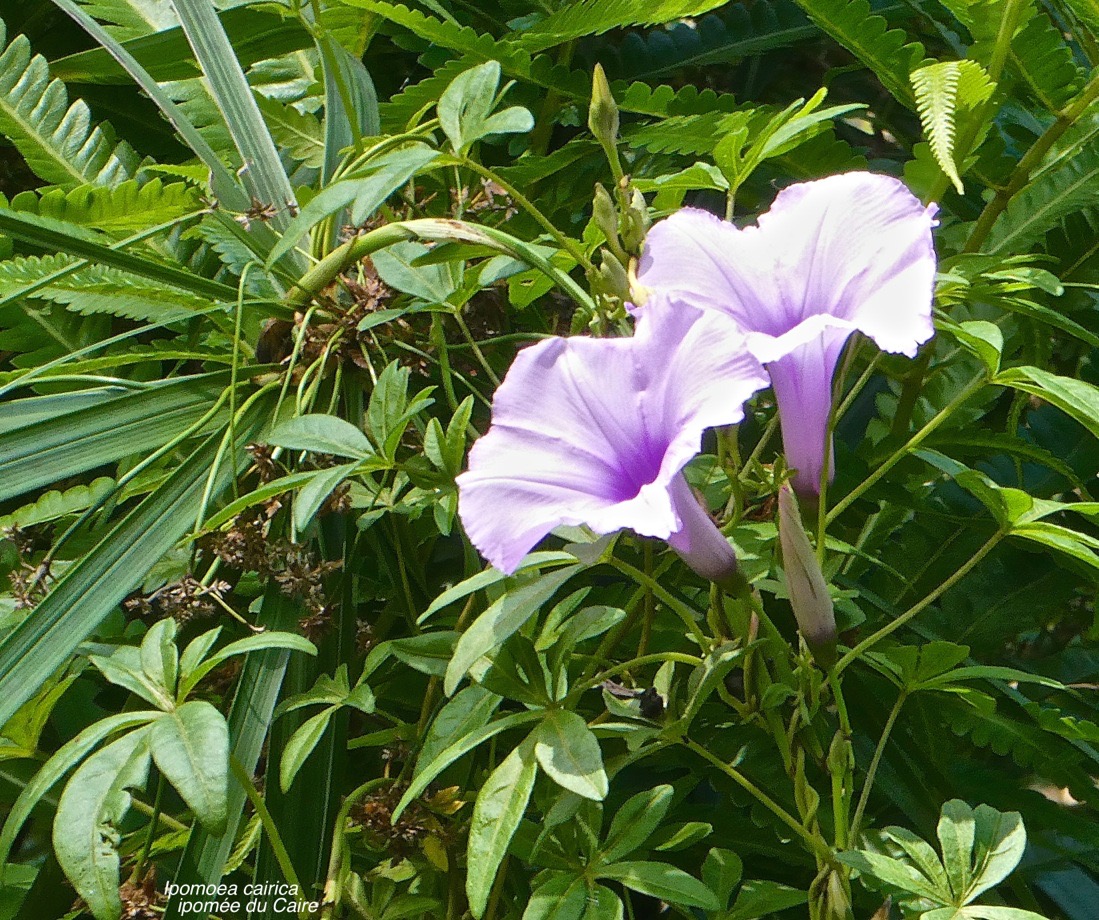 Ipomoea cairica .ipomée du Caire .convolvulaceae. potentiellement envahissante.P1022848