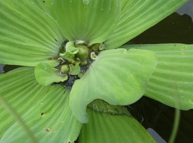Pistia stratiotes (1) - Laitue d'eau - ARACEAE - EE - P1030165