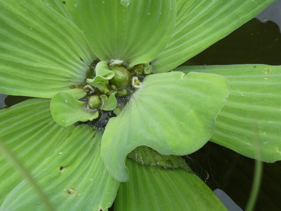 Pistia stratiotes (1) - Laitue d'eau - ARACEAE - EE - P1030165