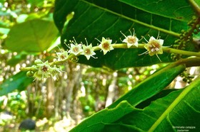 Terminalia catappa.badamier (inflorescence ) combretaceae.P1022822