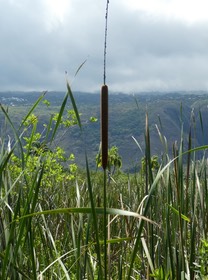 Typha domingensis - Typha, quenouille, massette - TYPHACEAE - Indigène Réunion