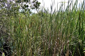 Typha domingensis .massette . jonc .typhaceae.indigène Réunion.P1022806