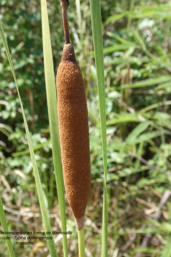 Typha domingensis. massette .jonc . ( inflorescence.) .typhaceae.indigène Réunion.P1022766