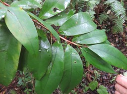 10 - GRAND BOIS DE RONGUE - ??? Erythroxylon laurifolium- Bois de rongue - Erythroxylacée- BM