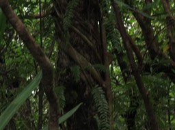 12- Ficus étrangleur sur Corce blanc