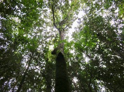 13- Homalium paniculatum - Corce blanc - Salicacée