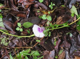 14- Ipomoea batatas (L.) Lam. - Patate douce - Convolvulaceae - Brésil - Fleur