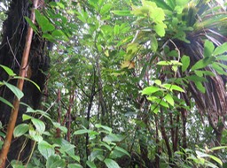 16 - Bois de cabri rouge au centre en haut