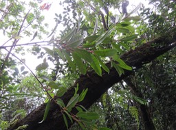 17 - Apodytes dimidiata - Bois de peau gris - Icacinacée- M