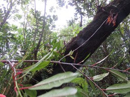 18 - Apodytes dimidiata - Bois de peau gris /  Codène - Icacinacée- M