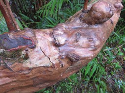 2 - Tronc de Psiloxylon mauritianum - Bois de pêche marron- Psiloxylacée - BM