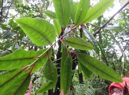 20 - Apodytes dimidiata - Bois de peau gris - Icacinacée- M