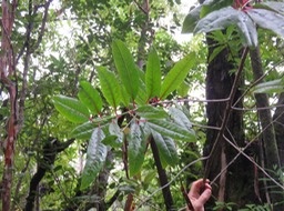 21 - Apodytes dimidiata - Bois de peau gris - Icacinacée- M