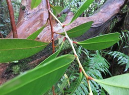 3 - Bois de pêche marron- Psiloxylacée - BM