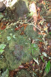 32 - Elettaria cardamomum - cardamome - Zingiberaceae - Inde