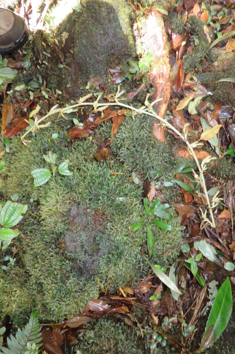 32 - Elettaria cardamomum - cardamome - Zingiberaceae - Inde