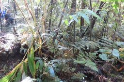 33 - Elettaria cardamomum - cardamome - Zingiberaceae - Inde