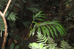 36 - Elettaria cardamomum - cardamome - Zingiberaceae - Inde