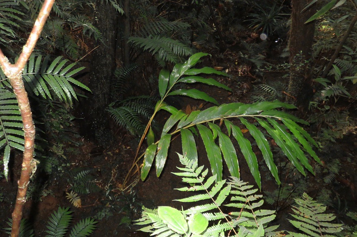 36 - Elettaria cardamomum - cardamome - Zingiberaceae - Inde