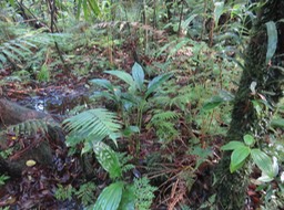 38 - Phajus -  - Orchidaceae