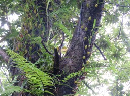 4- ??? Bulbophyllum nutans - Ti carambole - Orchidaceae