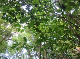 40 - Tabernaemontana mauritiana - Bois de lait - Apocynaceae