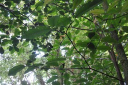 42 - Tabernaemontana mauritiana - Bois de lait - Apocynaceae