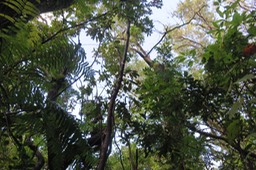 48 -  Myonima obovata - Bois de prune  ou Bois de prune rat - Rubiaceae