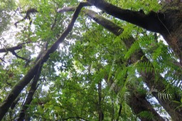 49 -  Myonima obovata - Bois de prune  ou Bois de prune rat - Rubiaceae