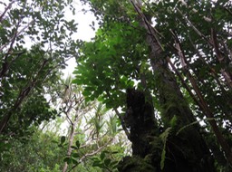 5- Polyscias repanda - Bois de papaye - Araliacée -B