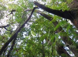 51 -  Myonima obovata - Bois de prune  ou Bois de prune rat - Rubiaceae