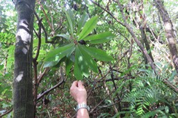 59 - ??? Badula borbonica - Bois de savon - PRIMULACÉE  Myrsinacée