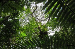 60 - (an arrière-plan) ??? Tronc de Corce blanc