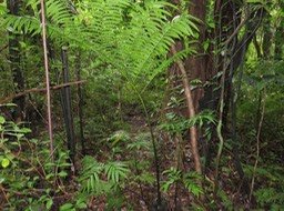 62 - Ptisana fraxinea (Sm.) Murdock - Fougère tortue -  Marattiaceae - indigène Réunion