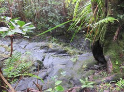 64 -La Ravine du Pont rouge, avant, le soir