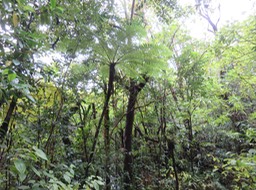 7 - Cyathea borbonica- Fanjan mâle - Cyatheacée -I