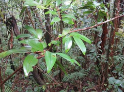 8 - GRAND Bois de Rongue - ??? Erythroxylon laurifolium- Bois de rongue - Erythroxylacée- BM