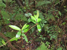 9 - GRAND BOIS DE RONGUE - ??? Erythroxylon laurifolium- Bois de rongue - Erythroxylacée- BM