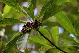 Antirhea borbonica- Les fruits