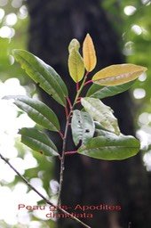 Apodites dimidiata- Icacinacée - BM