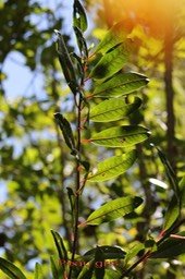 Apodites dimidiata- Icacinacée - I