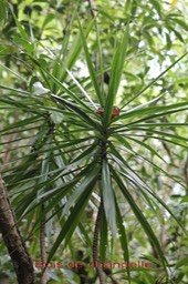 Bois de chandelle- Dracaeana reflexa- Ruscacée - I