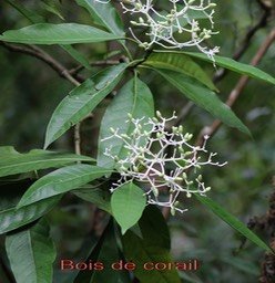 Bois de corail - Chassalia corallioides- Rubiacée- B