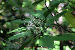 Bois de corail - Chassalia corallioides- Rubiacée - B
