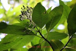 Bois de corail- Chassalia corallioides- Rubiacée - B