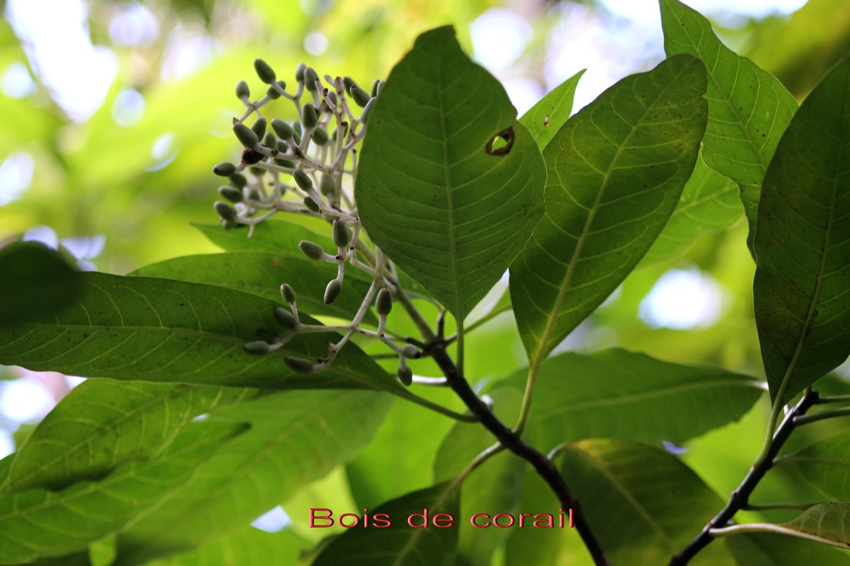 Bois de corail- Chassalia corallioides- Rubiacée - B