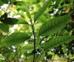 Bois de lait- Tabernaemontana mauritiana