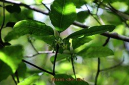 Bois de lait- Tabernaemontana mauritiana - Apocynacée-BM